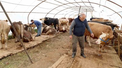 Başiskele Belediyesi, Kurban Bayramı öncesinde küçükbaş ve büyükbaş hayvan satışı