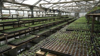 Bolu Belediyesi tarafından üretilen 200 bin adet ata tohumu yerli