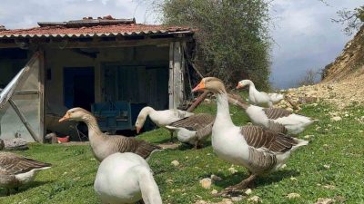 Barındırdığı vitamin ve mineraller sebebiyle sağlıklı beslenmek isteyen vatandaşların tercih