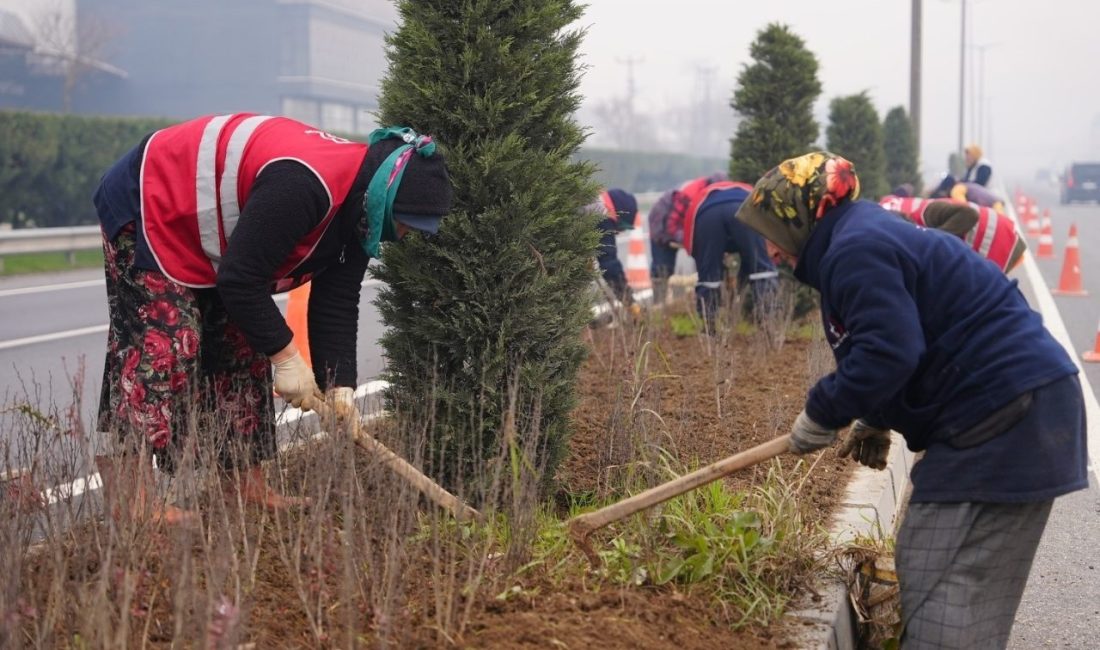Düzce’de 14 bine yakın bitki dikildi Düzce Belediyesi Park ve Bahçeler Müdürlüğü, 2025 yılının ilk çeyreğinde