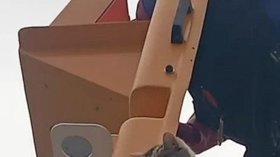 Sakarya’nın Karasu ilçesinde elektrik direğinin tepesinde mahsur kalan kedi, SEDAŞ