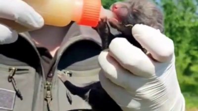 Düzce’de ev inşaatı sırasında bulunan 9 yavru tilki, bakımlarının yapılmasının