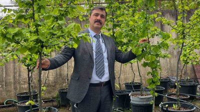 Düzce Üniversitesi Fındık Araştırma ve Uygulama Merkezi (DÜFAM), fındık tarımının