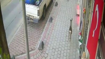 Sakarya’nın Hendek ilçesi merkezine inerek cadde üzerinde koşan karaca güvenlik