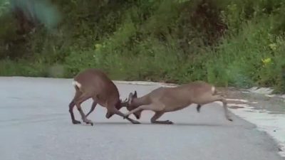 Düzce’de yol üzerinde iki karacanın birbirlerini boynuzları ile ittirdiği kavga