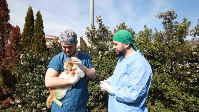 Kocaeli’nin Karamürsel ilçesinde sol arka patisi kırık halde bulunan kedi,