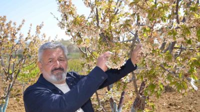Bilecik’in Söğüt ilçesine bağlı Küre Köyü’nde ’Erkenci’ diye adlandırılan kirazı