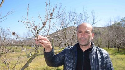 Bilecik’te cennet hurmasını zirai don vurdu. Üreticiler, zirai donun üretimi