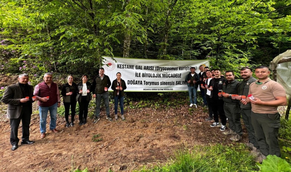 4 bin adet savaşçı böcek salındı DÜZCE(İHA) – Düzce ormanlarında 2021 yılında görülmeye başlayan Kestane Gal