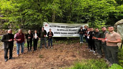 DÜZCE(İHA) – Düzce ormanlarında 2021 yılında görülmeye başlayan Kestane Gal
