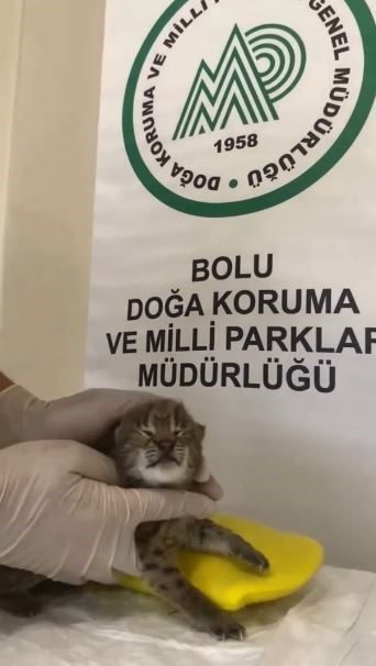 Annesini kaybeden yavru vaşak, korumaya alındı Bolu’da ormanlık alanda bulunan ve uzun süre annesi geri dönmeyen