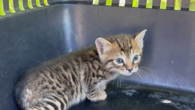 Düzce’de aracın kaputunun altına giren 2 yavru kedi, itfaiye ekiplerinin