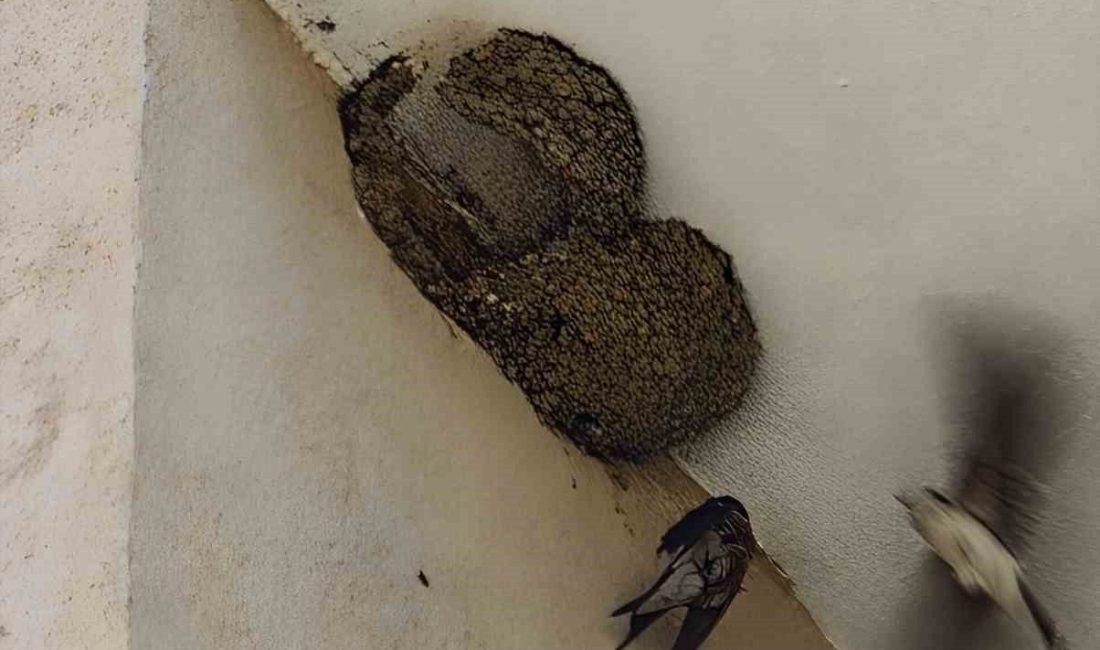 Ayağı takılarak askıda kalan kırlangıcın imdadına itfaiye yetişti Bilecik’te bir evin balkonunda yuva yaparken, ayak tırnağı ipe takılan