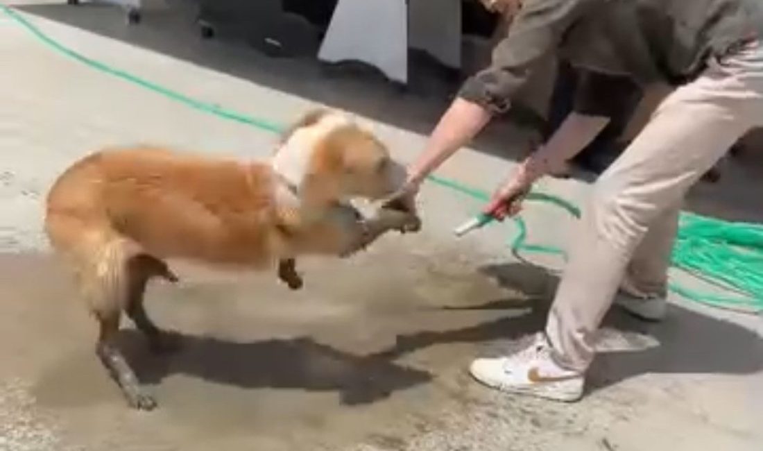Ayakları betona bulanan köpeğe esnaftan yardım eli Düzce’de girdiği inşaat alanında patileri betonla kaplanan sokak köpeği, çevredeki