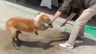 Düzce’de girdiği inşaat alanında patileri betonla kaplanan sokak köpeği, çevredeki