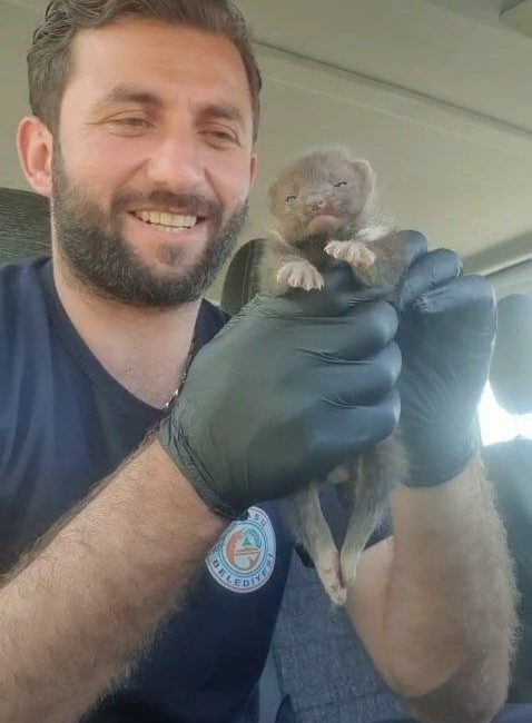 Ayı yavrusu sanılan hayvan sansar yavrusu çıktı Sakarya’nın Karasu ilçesinde ayı yavrusu bulunduğu ihbarı alan ekipler, bölgeye