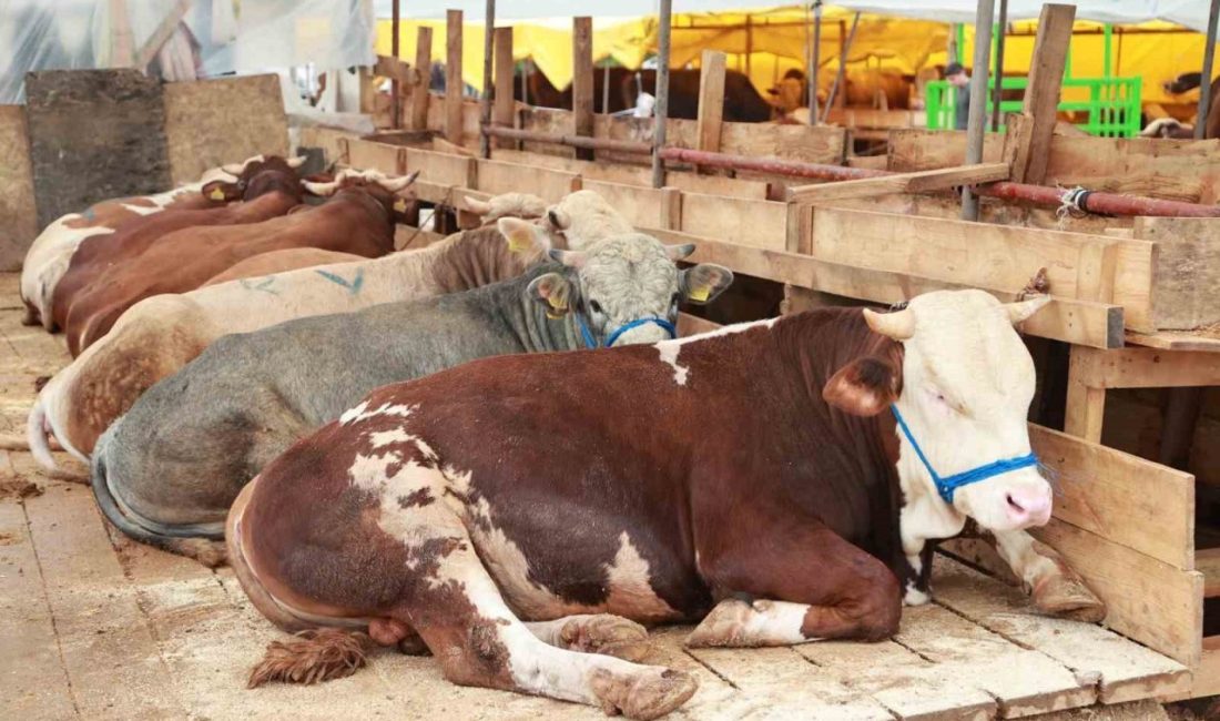 Balçık’ta kurban mesaisi başladı Gebze Balçık Köyü’nde kurulan 260 çadırda büyükbaş ve küçükbaş kurbanlıklar