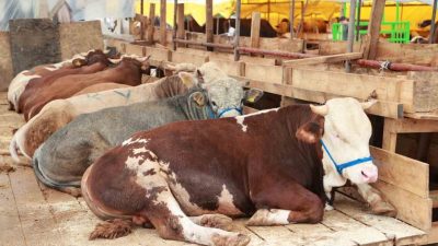 Gebze Balçık Köyü’nde kurulan 260 çadırda büyükbaş ve küçükbaş kurbanlıklar