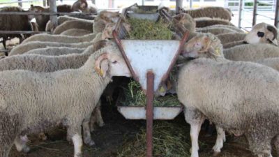Bolu’da Kurban Bayramı öncesinde kurulan hayvan pazarında durgun günler yaşanıyor.