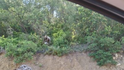 Bilecik’te kara yolunun kenarında gördükleri ayı karşısında şaşkınlık yaşayan sürücüler