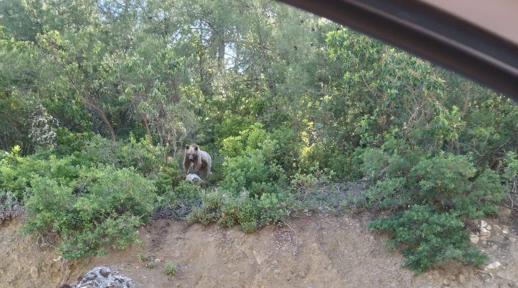 Bilecik’te rahat tavırlarıyla sürücüleri şaşırtan ayı Bilecik’te kara yolunun kenarında gördükleri ayı karşısında şaşkınlık yaşayan sürücüler