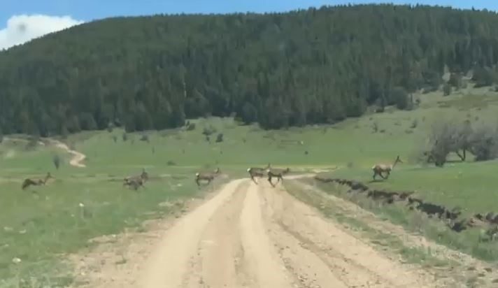 Bolu’da ceylan sürüsü görüntülendi Bolu’nun Kıbrıscık ilçesinde ceylan sürüsü görüntülendi. Edinilen bilgiye göre, ilçeye