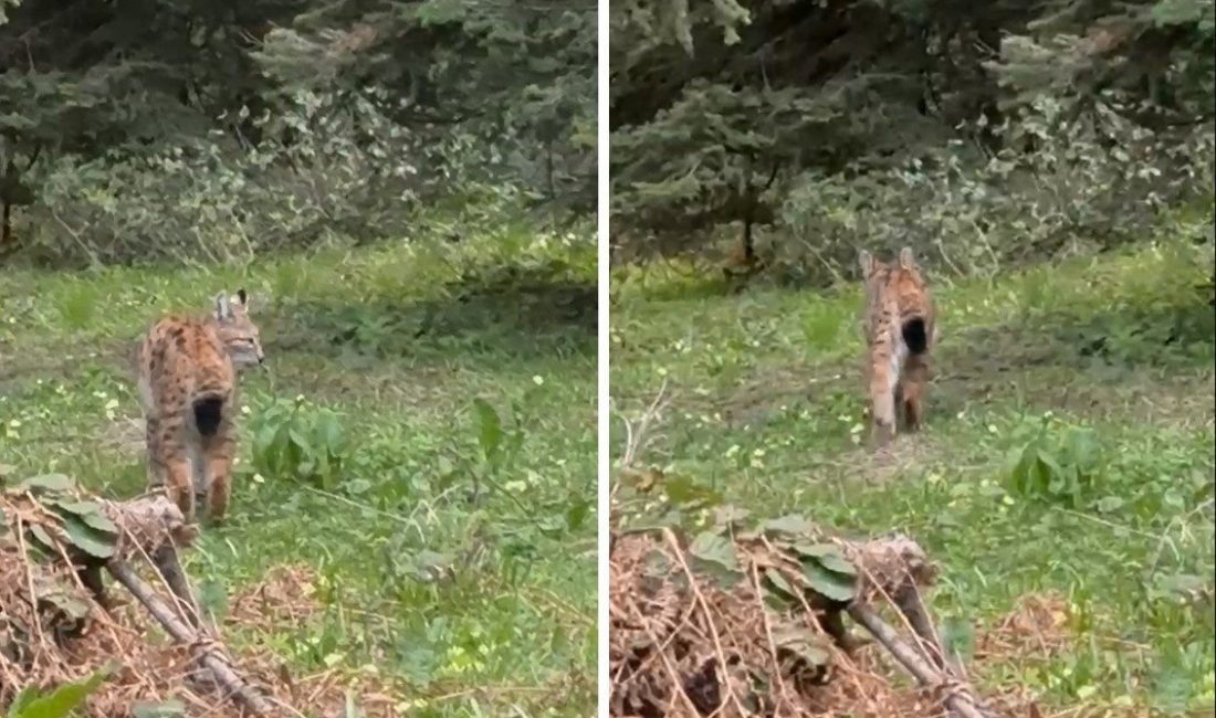 Bolu’da, nesli tükenmekte olan vaşak görüntülendi Bolu’nun Mengen ilçesinde, nesli tehdit altındaki vaşak ormanlık alanda gezinirken