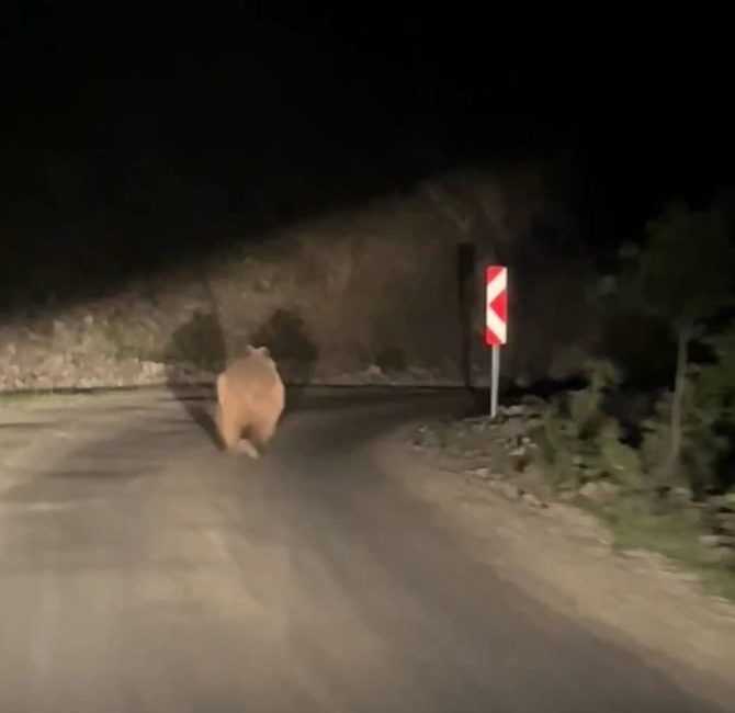 Bolu’da köy yolunda araçla karşılaşan ayı, aracın önünde koşarak uzaklaştı.