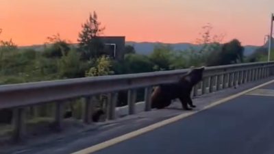 Bolu’da yol kenarındaki boz ayı ve iki yavrusu, cep telefonu