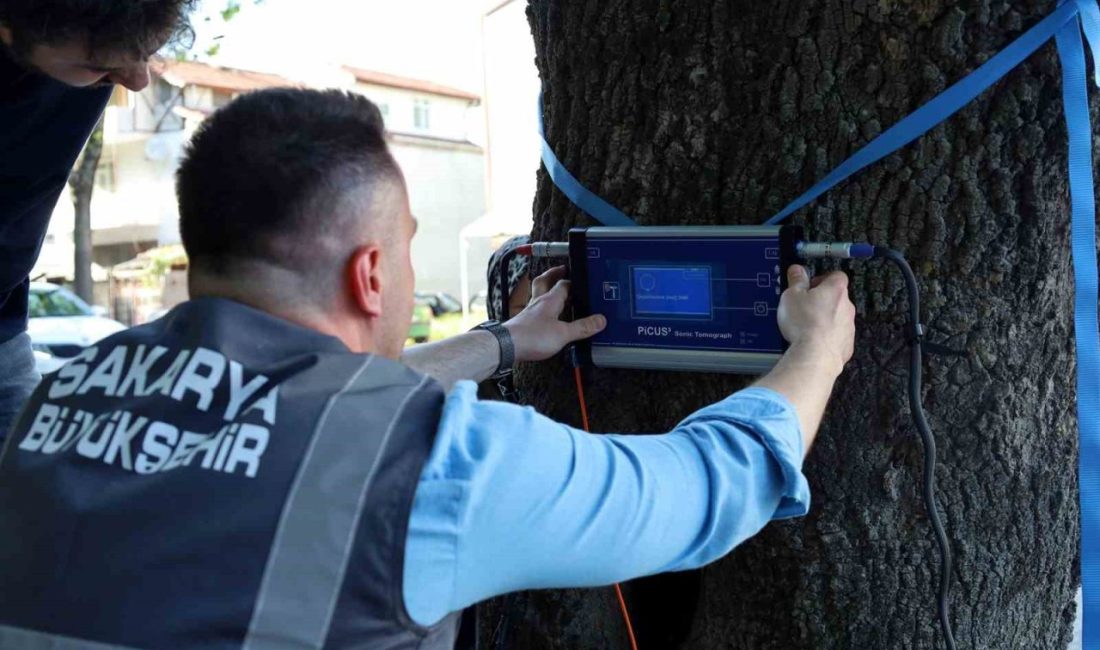 Sakarya Büyükşehir Belediyesi doğayı, ağaçların sağlığını ve güvenliğini korumak için