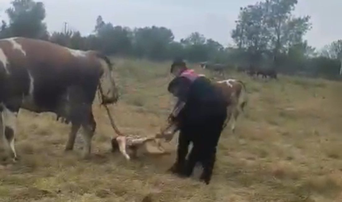 Büyükbaş hayvanın doğumunu jandarma yaptırdı Düzce’de büyükbaş hayvanın doğumu devriye atan jandarma personelinin müdahalesiyle gerçekleşti.
