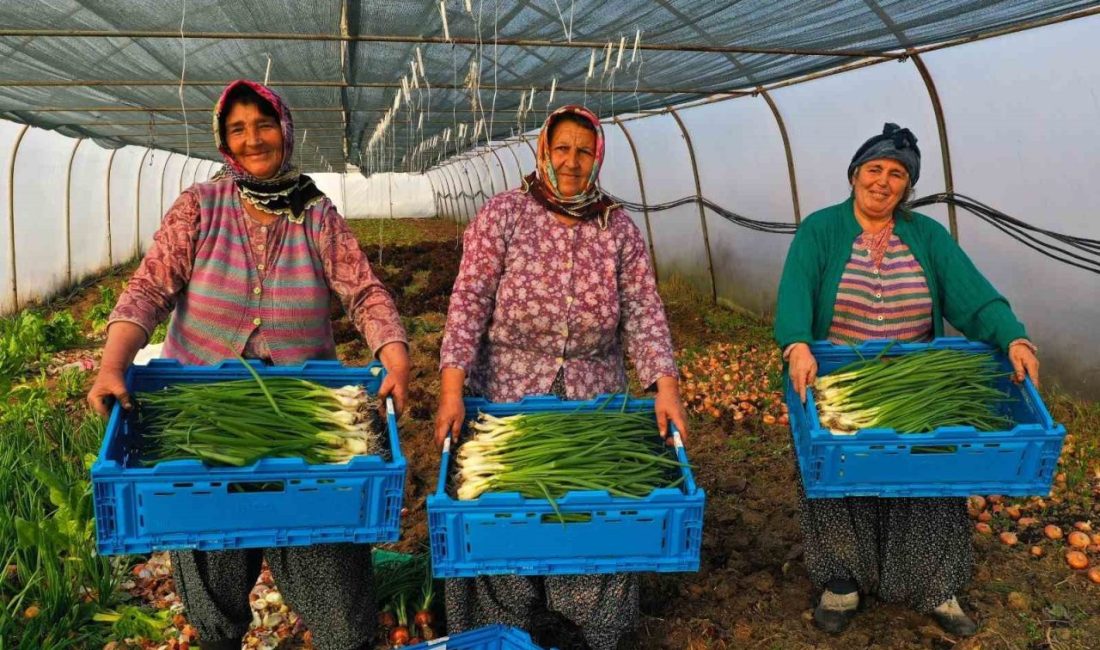 Kocaeli’de çiftçilere yüzde 50 hibeli anahtar teslimi modern sera kurulumu