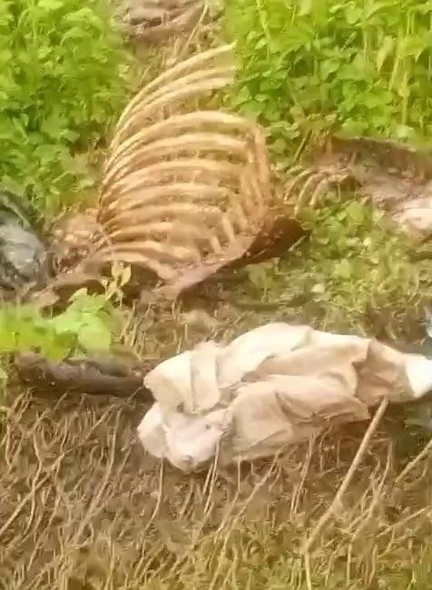 Dere kenarında parçalanmış tek tırnaklı hayvan kemikleri bulundu Sakarya’nın Adapazarı ilçesinde dere kenarında bulunan tek tırnaklı hayvan kemikleri