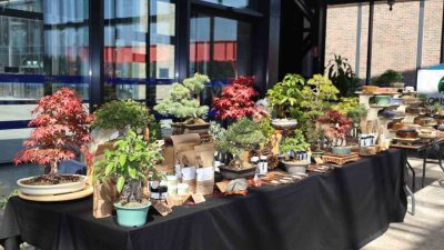 Kocaeli’de düzenlenen V. Ulusal Bonsai Sergisi ve Sempozyumu’nda vatandaşlar doğanın