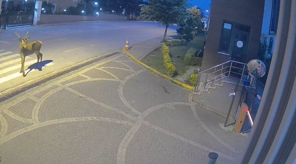 Kocaeli’de doğaya salınan kızıl geyikler, yerleşim yerlerine kadar indi. İnsanlardan