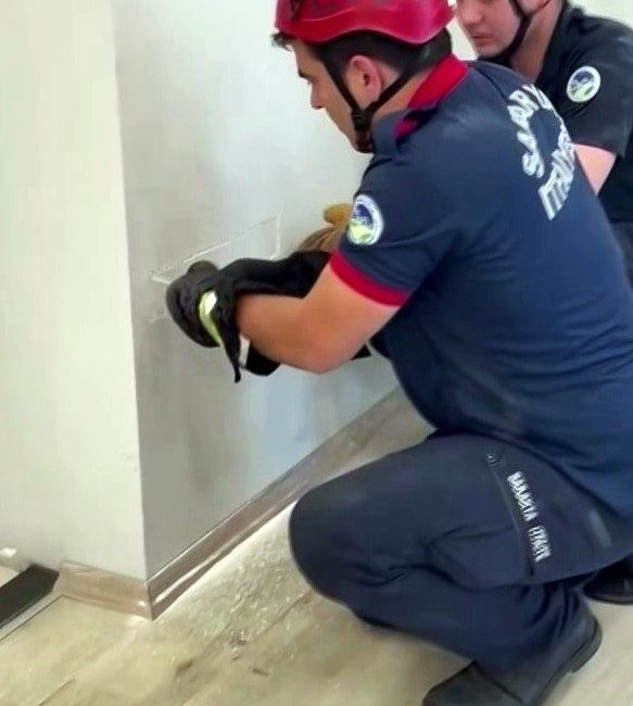 Fabrika duvarına sıkışan yavru kedinin imdadına itfaiye yetişti Sakarya’da bir fabrika içerisinde alçıpan duvar arasına sıkışan yavru kedi,