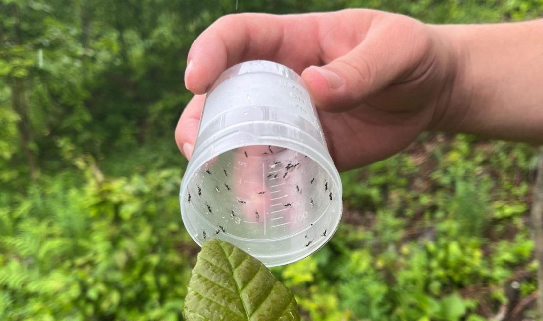 DÜZCE(İHA) – Düzce’nin Gölyaka ilçesi Orman İşletme Müdürlüğü sorumluluk alanında