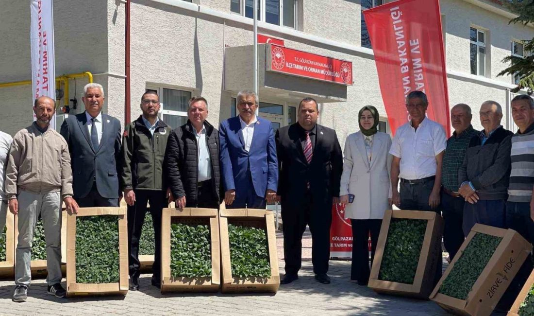 Gölpazarı’nda yerli ve milli fide dağıtım programı gerçekleştirildi Bilecik’in Gölpazarı ilçesinde “Yerli ve Milli Çeşitlerinin Yaygınlaştırılması” projesi ile