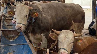 Kocaeli’de kurban pazarlarında satışlar sürerken, denetimler de aralıksız devam ediyor.