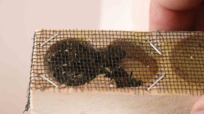 Sakarya Arı Yetiştiricileri Birliği, olan borçları sebebiyle kraliçe arıları ve