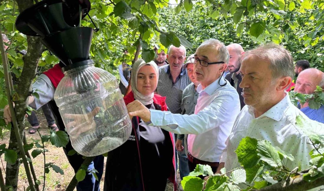 Kahverengi Kokarca için 145 tuzak asıldı DÜZCE(İHA) – Düzce’nin Gümüşova ilçesinde, Kahverengi Kokarca mücadelesi kapsamında 18