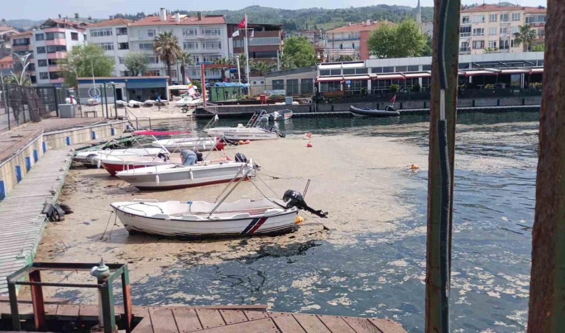 Karamürsel sahili müsilajla kaplandı Kocaeli’nin Karamürsel sahili müsilajla kaplandı. Müsilaj sebebiyle teknelerde motor arızalanmaları