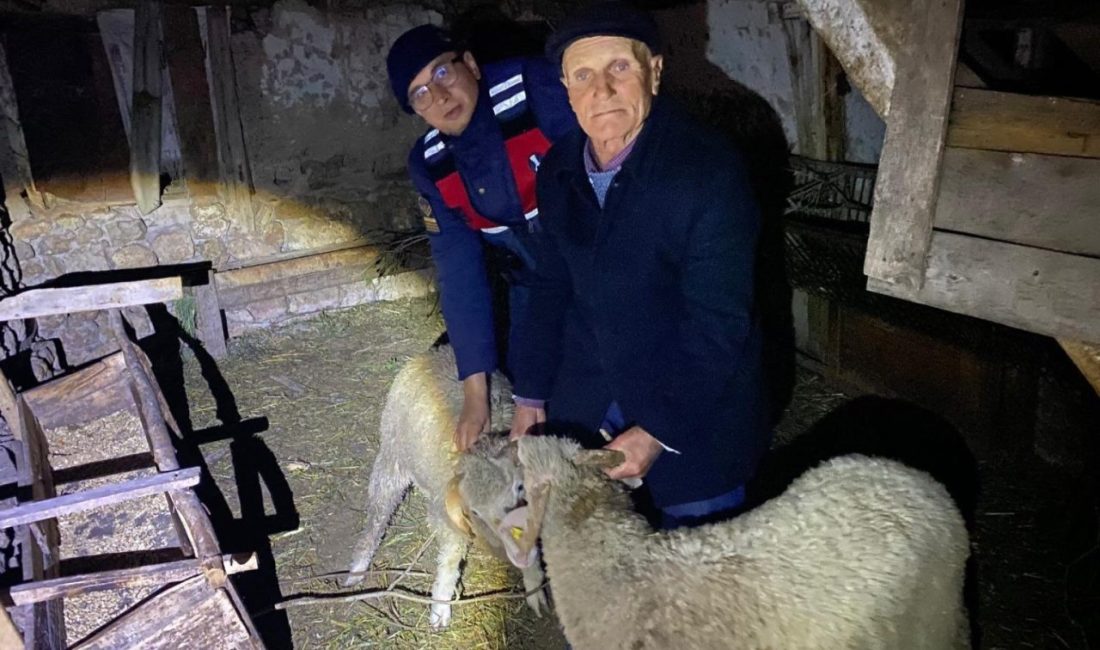 Kayıp hayvanları jandarma buldu Bilecik’te hayvancılıkla uğraşan bir kişinin kayıp 3 adet küçükbaş hayvanını