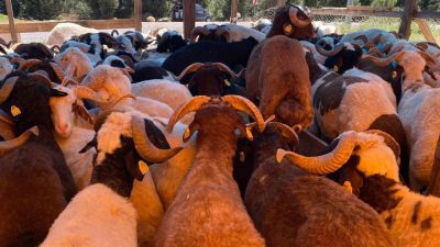 Kocaeli’nin Derince ilçesinde Kurban Bayramı öncesi kurulan hayvan pazarında, büyükbaş