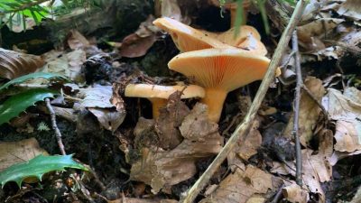 DÜZCE(İHA) – Düzce İl Sağlık Müdürü Dr. Yasin Yılmaz, doğada