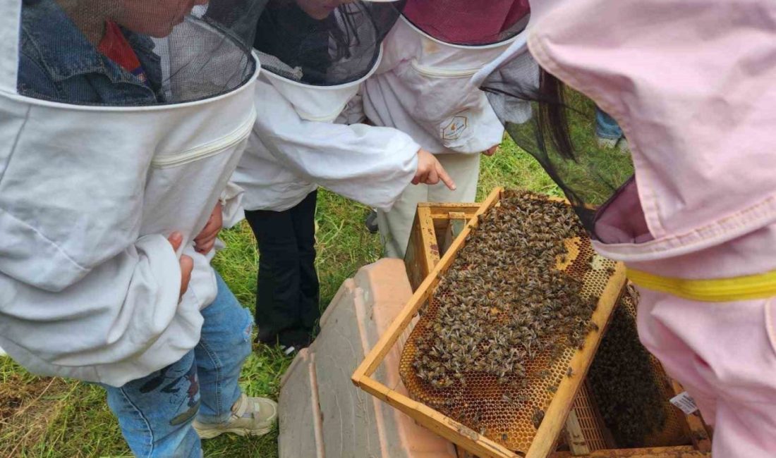 Düzce Üniversitesi bünyesinde faaliyet gösteren Arıcılık Araştırma, Geliştirme ve Uygulama