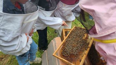 Düzce Üniversitesi bünyesinde faaliyet gösteren Arıcılık Araştırma, Geliştirme ve Uygulama