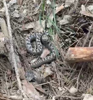 Nadir görülen zehirli boynuzlu engerek yılanı Bolu’da görüntülendi Bolu’nun gözde turizm merkezlerinden biri olan Yedigöller Milli Parkı yolunda,