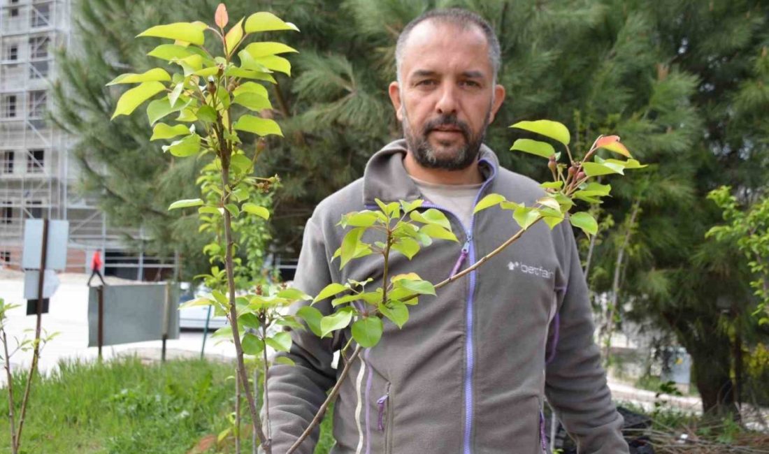 Bilecik’te dedesinden babasına ve ardından kendisine geçen fidancılık mesleğini ilk