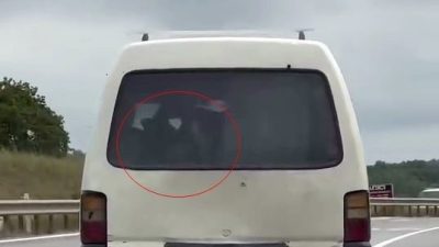 Sakarya’da bir sürücünün, panelvan tipi aracının arkasına yerleştirdiği buzağı ile